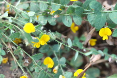 Crotalaria filipes